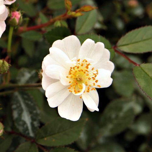 Rosa - bianco - miniatura, lillipuziane